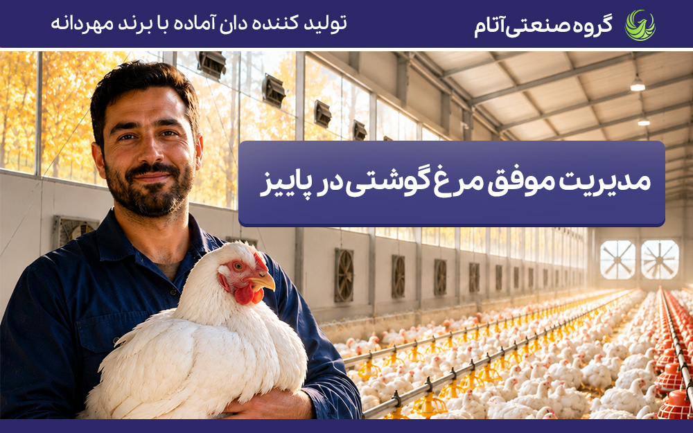 مدیریت موفق مرغ گوشتی در فصل پاییز